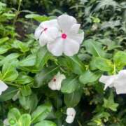 ヒメ日記 2026/09/19 11:31 投稿 花（ハナ） アバンチュール(五反田)