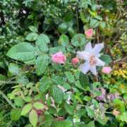 ヒメ日記 2026/09/25 14:16 投稿 花（ハナ） アバンチュール(五反田)
