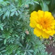 ヒメ日記 2026/10/10 12:16 投稿 花（ハナ） アバンチュール(五反田)