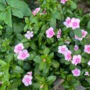ヒメ日記 2026/10/10 20:31 投稿 花（ハナ） アバンチュール(五反田)