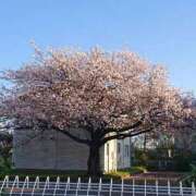 ヒメ日記 2026/04/08 09:03 投稿 なりた 熟女の風俗最終章 沼津店