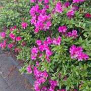 ヒメ日記 2026/04/15 08:57 投稿 なりた 熟女の風俗最終章 沼津店