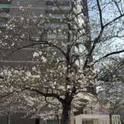 ヒメ日記 2026/03/30 14:47 投稿 めぐ clubさくら難波店