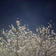 ヒメ日記 2026/04/11 11:01 投稿 らんら Ace(エース)