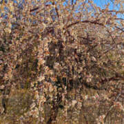 KAORU 2月23日本日出勤☀️ 私はキャサリン