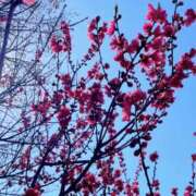 ヒメ日記 2026/03/07 11:20 投稿 KAORU 私はキャサリン