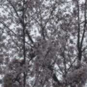 ヒメ日記 2026/04/01 11:52 投稿 KAORU 私はキャサリン