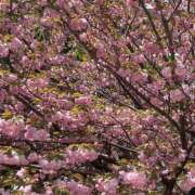 ヒメ日記 2026/04/17 12:16 投稿 KAORU 私はキャサリン