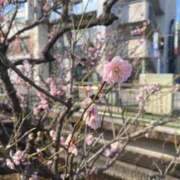 ヒメ日記 2026/03/18 14:20 投稿 山瀬　すみれ OLセレクション宇都宮店