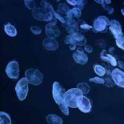 ヒメ日記 2026/02/20 19:36 投稿 なつみ エマニエル秋葉原