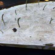 ヒメ日記 2026/02/20 23:31 投稿 なつみ エマニエル秋葉原