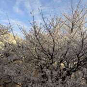 ヒメ日記 2026/04/03 19:42 投稿 なつみ エマニエル秋葉原