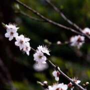 ヒメ日記 2026/02/24 09:55 投稿 ふうか 黒ストッキングとちくび新宿店