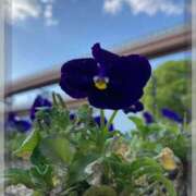 みや 🌸🌸 大奥 梅田店