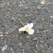 タルト・SP 入力中… アニバーサリー