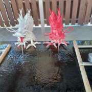 ヒメ日記 2026/02/04 01:12 投稿 ひろこ 甲府人妻隊