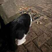 桐原りな(きりはらりな) 猫派 東京ヒストリー　秘密の約束