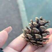 ヒメ日記 2026/02/05 21:42 投稿 すずね 香川サンキュー