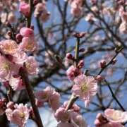 ヒメ日記 2026/03/11 17:53 投稿 たまみ 2980円