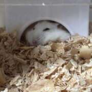 ヒメ日記 2026/03/24 07:20 投稿 たまみ 2980円