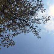 ヒメ日記 2026/04/16 12:27 投稿 浅丘くるみ 東京不倫 渋谷店