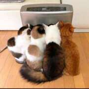 ヒメ日記 2026/02/01 21:55 投稿 藤原 松戸おかあさん