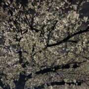 みなつ 夜桜と君と🌙🌸 スピードエコ梅田店