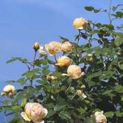 ヒメ日記 2026/02/15 18:22 投稿 ハニー いたずらバニーちゃん