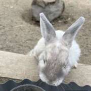 ヒメ日記 2026/02/15 18:29 投稿 ハニー いたずらバニーちゃん