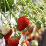 ヒメ日記 2026/02/16 09:40 投稿 ハニー いたずらバニーちゃん