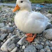 ヒメ日記 2026/02/03 22:02 投稿 しゅんか 櫻女学院