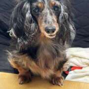 ヒメ日記 2026/02/06 20:15 投稿 しゅんか 櫻女学院