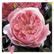 ヒメ日記 2026/02/05 23:18 投稿 しずか One More 奥様　錦糸町店