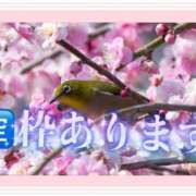 ヒメ日記 2026/02/17 11:13 投稿 しずか One More 奥様　錦糸町店