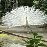 ヒメ日記 2026/02/26 23:12 投稿 へれん 熟女家 十三店