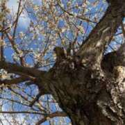 ヒメ日記 2026/03/12 10:38 投稿 へれん 熟女家 十三店