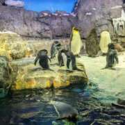 ヒメ日記 2026/03/11 19:43 投稿 まなか 恋のうた