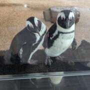 ヒメ日記 2026/04/11 21:58 投稿 まなか 恋のうた