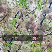 八木ちさき 桜散らしの雨風・・・🌸☔️ 五反田マーマレード(ユメオト)