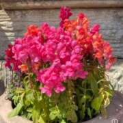 ヒメ日記 2026/02/07 08:08 投稿 岩城すず 月の真珠-新宿-