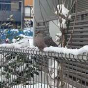 ヒメ日記 2026/03/26 05:20 投稿 らら ごほうびSPA五反田店