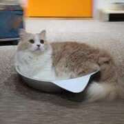 ヒメ日記 2026/03/20 23:50 投稿 みのり Sakura Spa