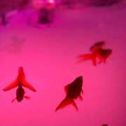 ヒメ日記 2026/02/13 20:49 投稿 鷹宮なずな お姉さんCLUB