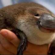 ことね 花粉に負けて今これ オナクラ大人女子