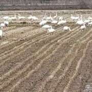 ちなつ ❣️ 北へ ❣️ ミセス クリエーション