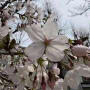 ヒメ日記 2026/03/29 12:50 投稿 てる＠未経験 スピードエコ天王寺店