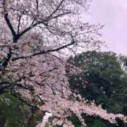 ヒメ日記 2026/03/29 01:06 投稿 ましろ 新潟デリヘル倶楽部