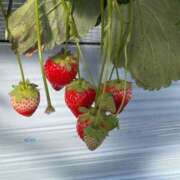 ヒメ日記 2026/03/23 00:45 投稿 沢口りお★19歳長身モデル級美女 PLAY