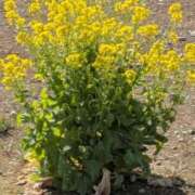 ヒメ日記 2026/03/08 11:53 投稿 やよい 熟女の風俗最終章 八王子店