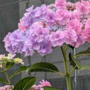 ヒメ日記 2026/06/18 15:53 投稿 やよい 熟女の風俗最終章 立川店